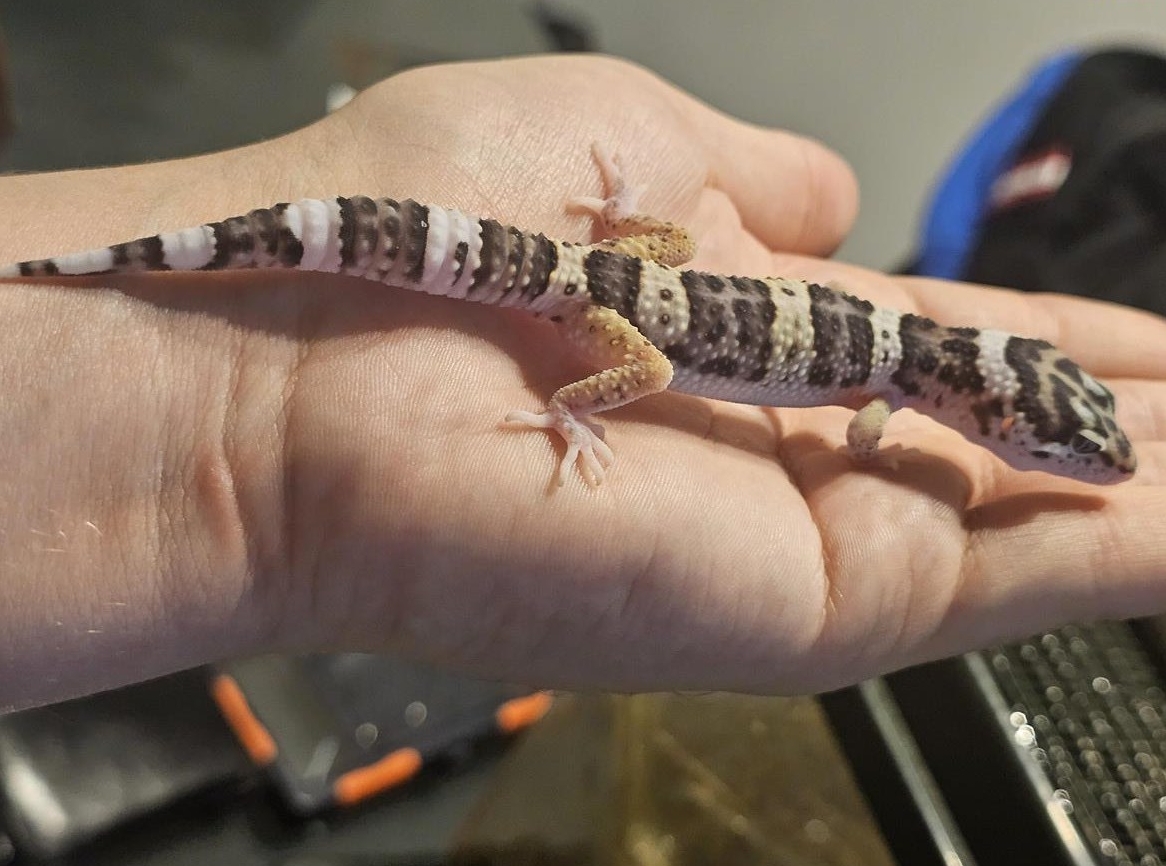 Leopardgecko männlich