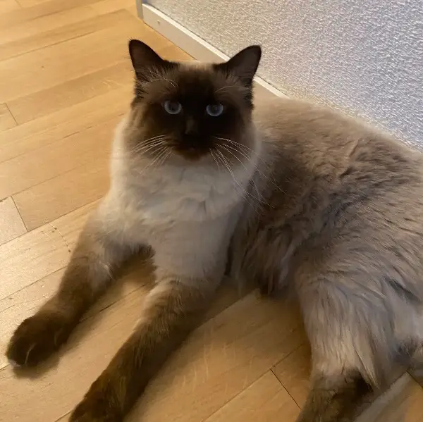 Deckkater