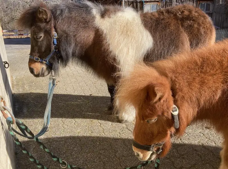 Kinderfreundliches Shetlandpony und Minishetty zu verkaufen