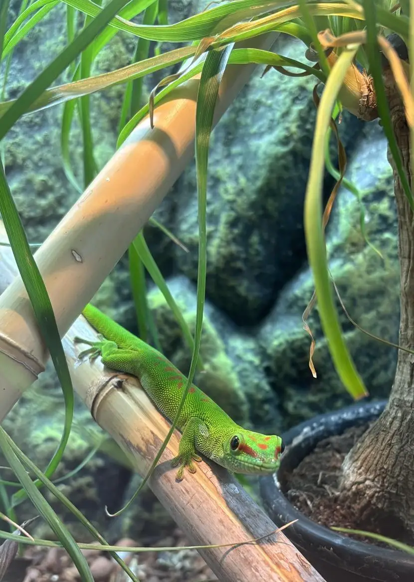 Madagaskar Taggecko zu verkaufen