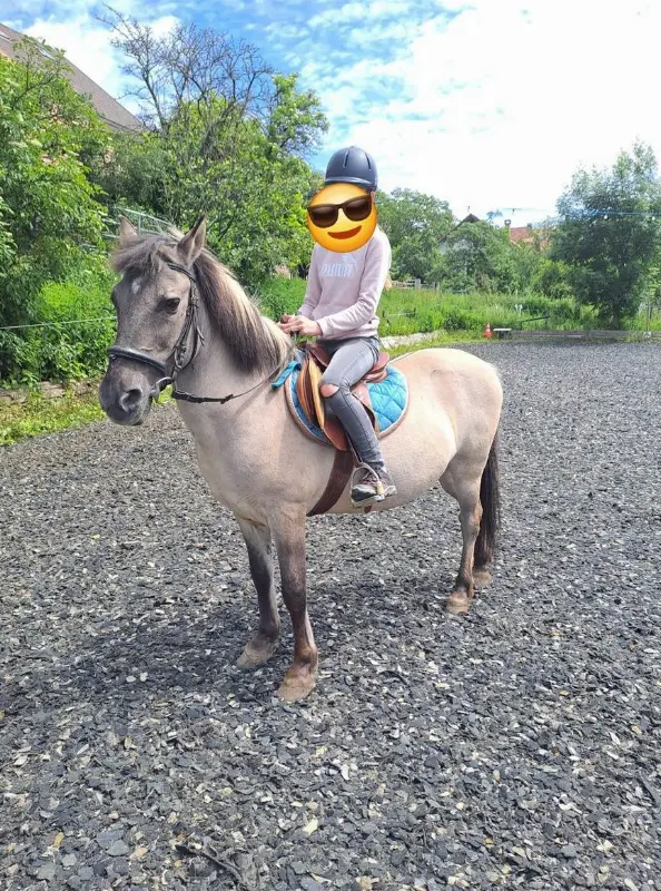 Tarpan Wallach 24-jährig, 1.34m abzugeben