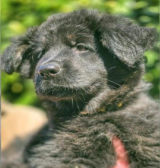 Altdeutsche Schäferhund Welpe (Mädchen) in Black an tan