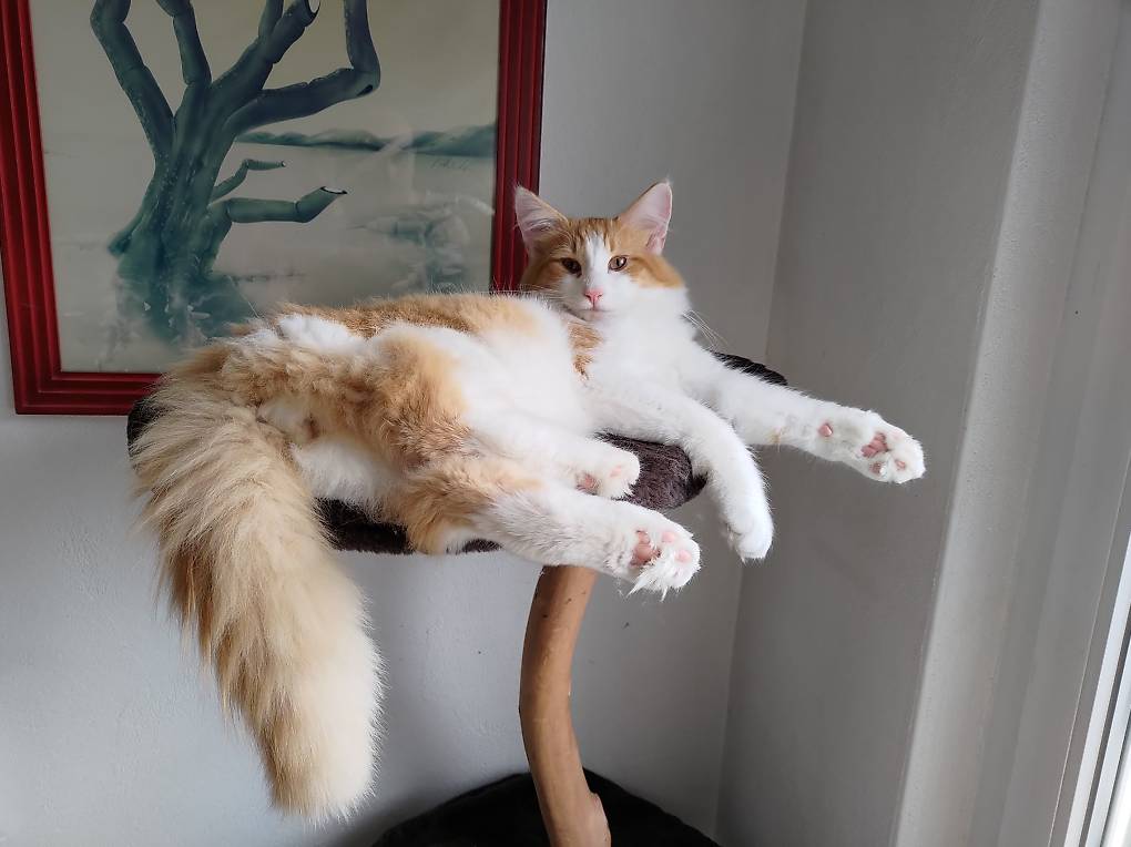 Norwegische Waldkatze Norsk Skogkatt Büsi Kätzlein Kater