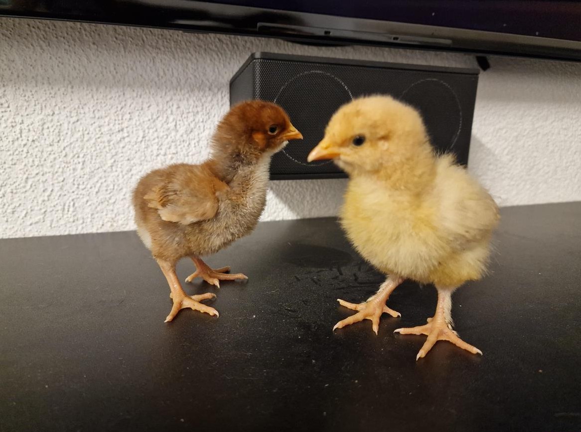 2 Orpington Küken grossrasse abzugeben