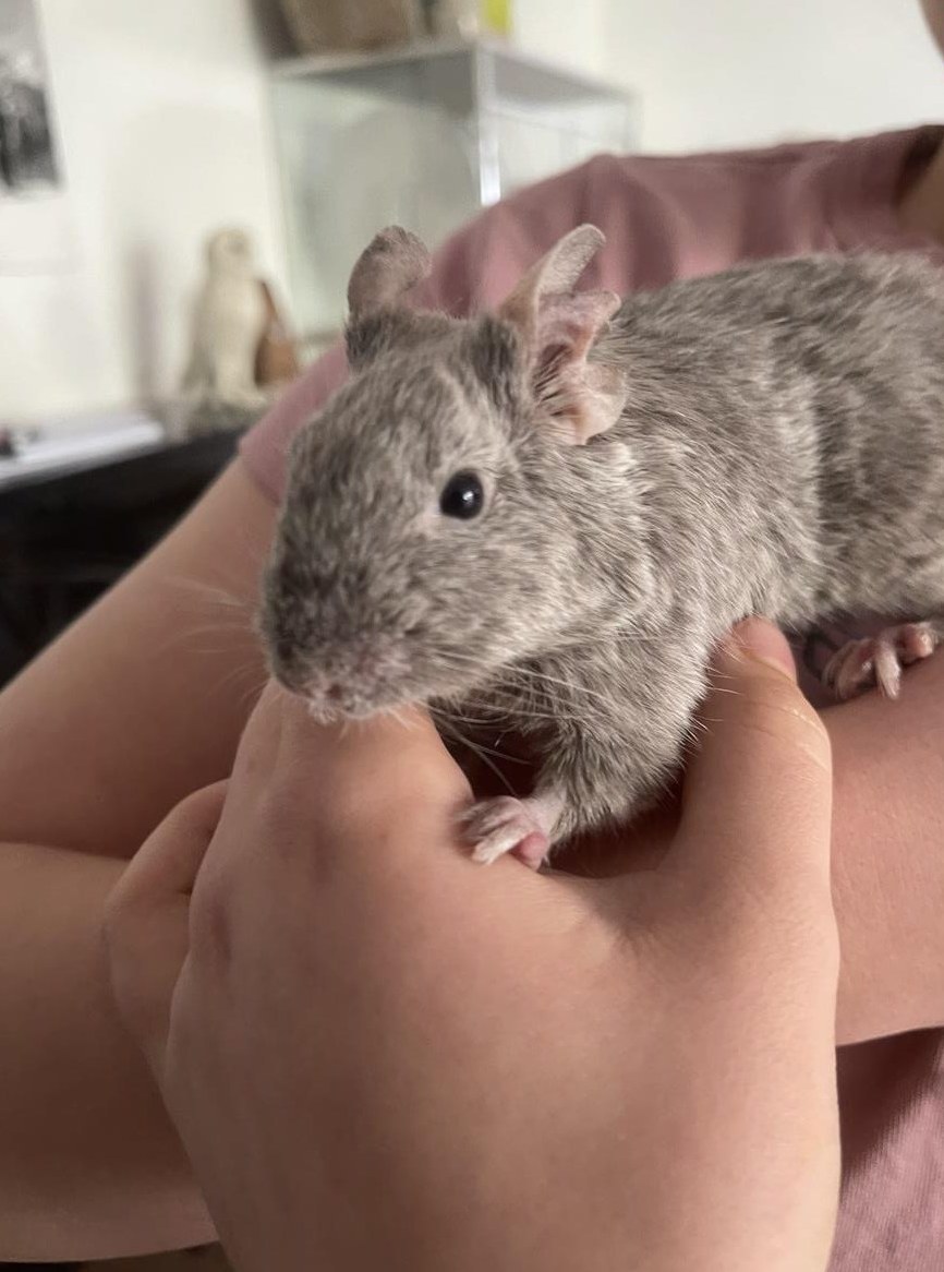 Degu sucht dringend neuen Anschluss