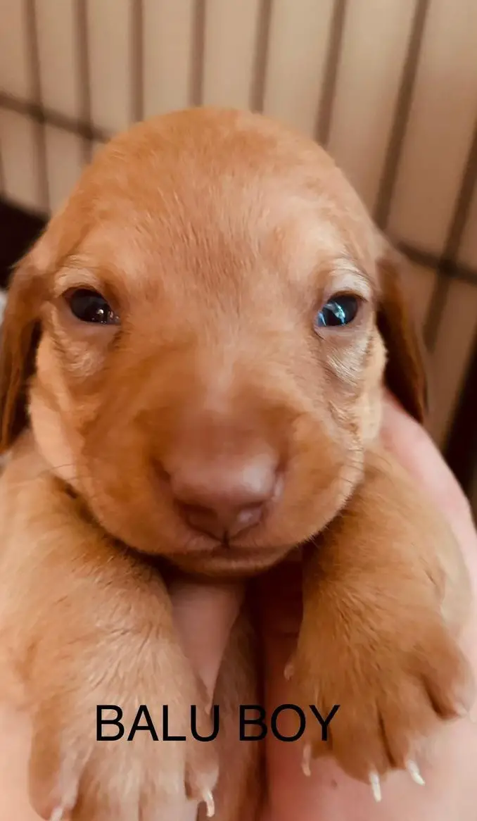 Reinrassige Amerikanische Zwergdackel Welpen