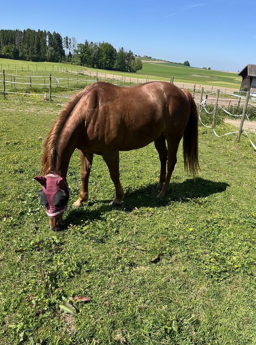 Quarter Horses Wallach, 12-jährig