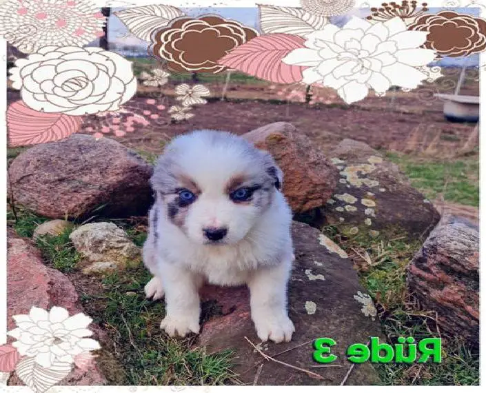 Border Collie &Australien Shepherd Welpen) Bitte richtig lesen