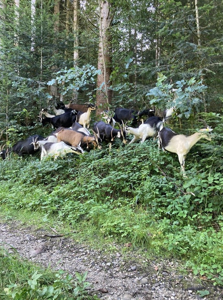 Wunderschöne, bunte Ziegen Herde zu verkaufen