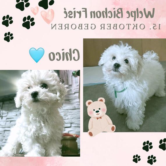 Bichon Frisé Junge Chico sucht noch ein Zuhause - Eltern mit Stammbaum