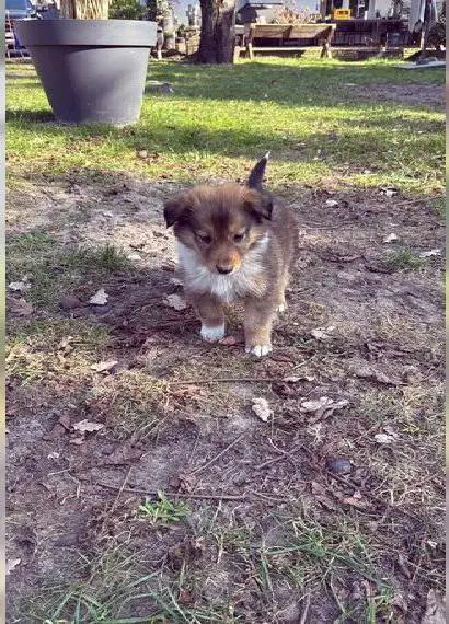 Collie amerikanischer Typ, Collie Welpen, kleine Wunder in Dark Sable