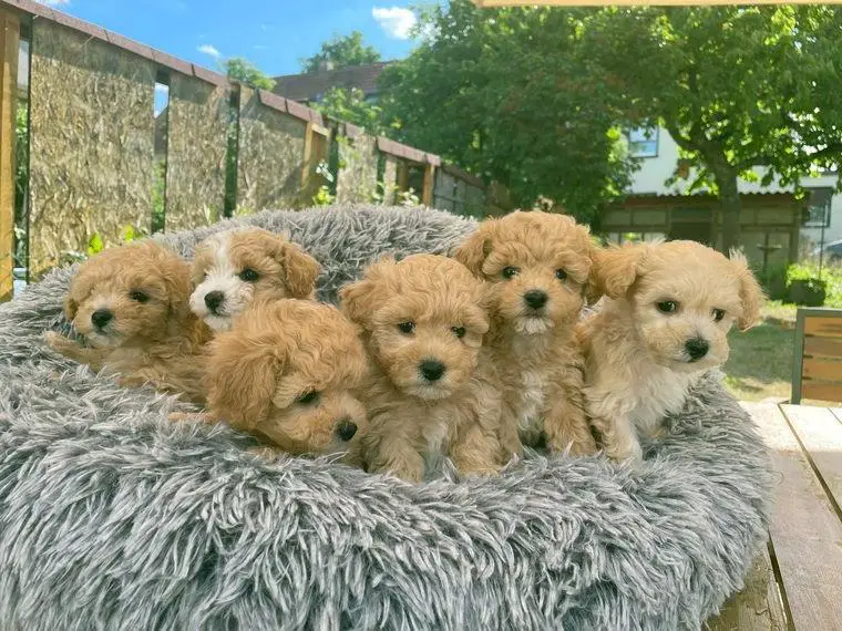 Zwergpudel-Bichon Frisé Welpen, Bichpoo