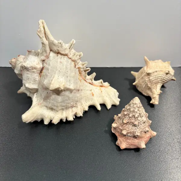 3er set xxl muschel schnecke meer biologie strand naturkunde