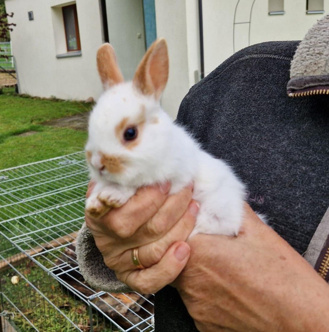 Junge Löwenköpfchen Zwerghäsli zu verkaufen