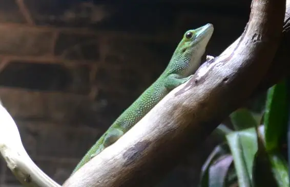 Madagaskar Taggecko von der Insel St. Marie zu verkaufen