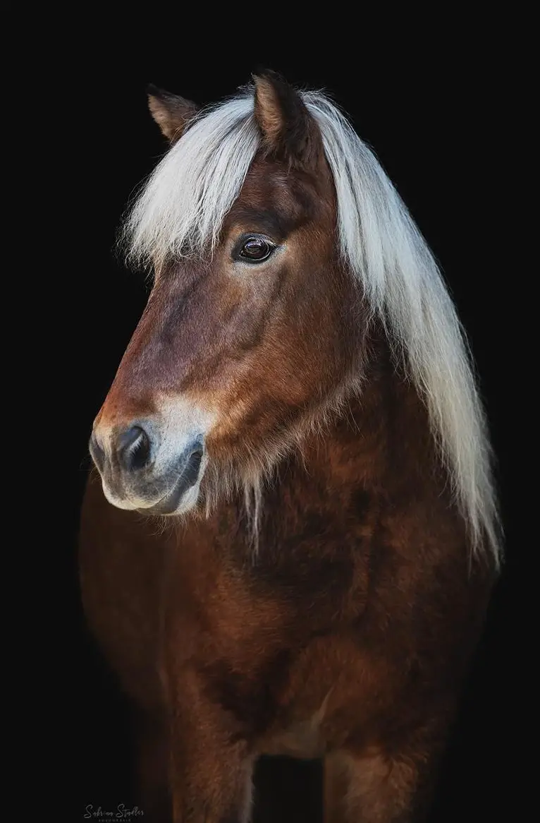 Reitbeteiligung für süsse Islandstute im Aargau