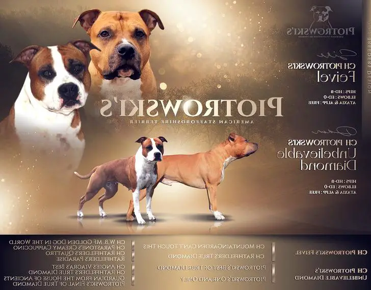 American Staffordshire Terrier (VDH/FCI seit 2009)