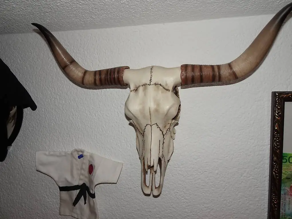 Veronese Design Bullenschädel Longhorn Schädel Skull in OVP