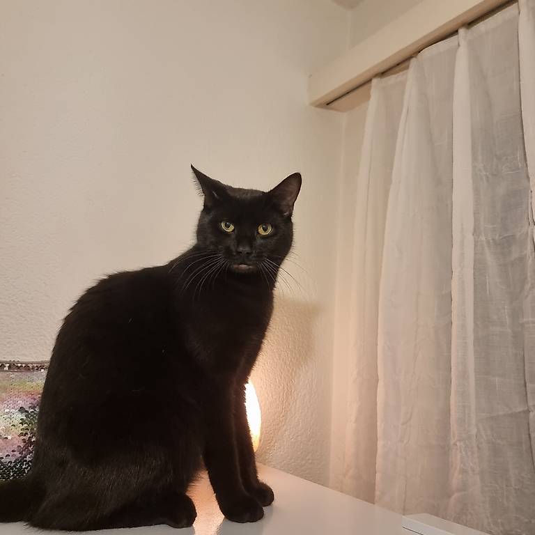 Kater sucht neues Zuhause