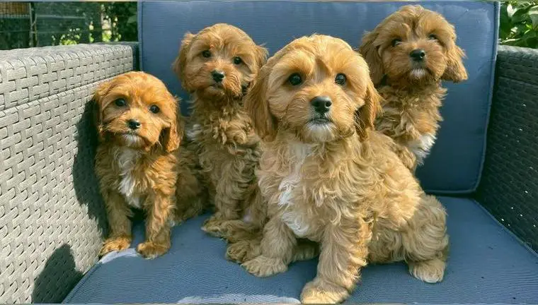 Toypudel / Zwergpudel X Cavalier King Charles = Cavapoo mit Ahnentafel vom Züchter