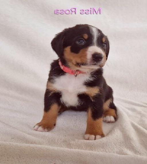 Appenzeller Sennenhund Welpen im schönen tricolor Schwarz-Weiss-Braun
