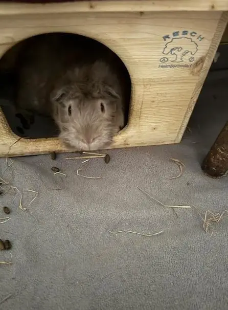 Rosetten Meerschweinchen Weibchen, slate-blue-gold