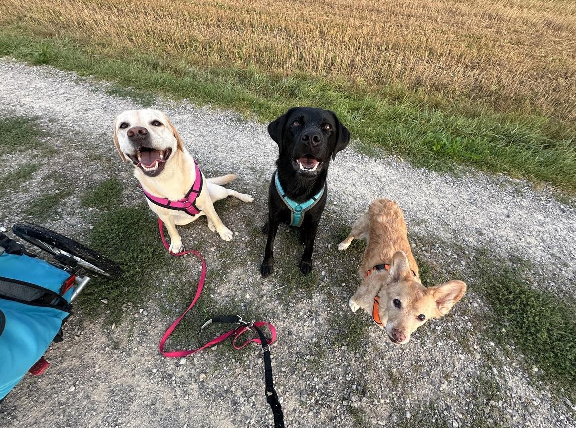 Tierbetreuung mit Herz ?? nur das Beste für Ihr Tier