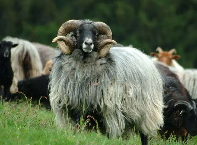Heidschnucken Schafbock zum tauschen oder verkaufen