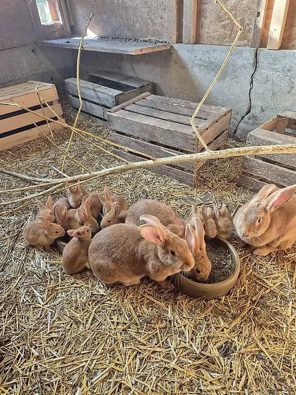 Kaninchen zu verkaufen
