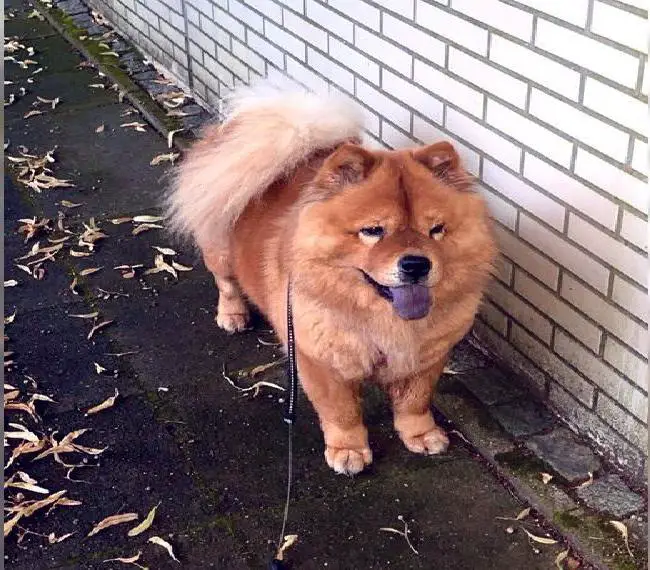 Chow Chow Hündin