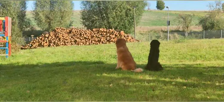 Hovawartwelpen mit Papieren geplant