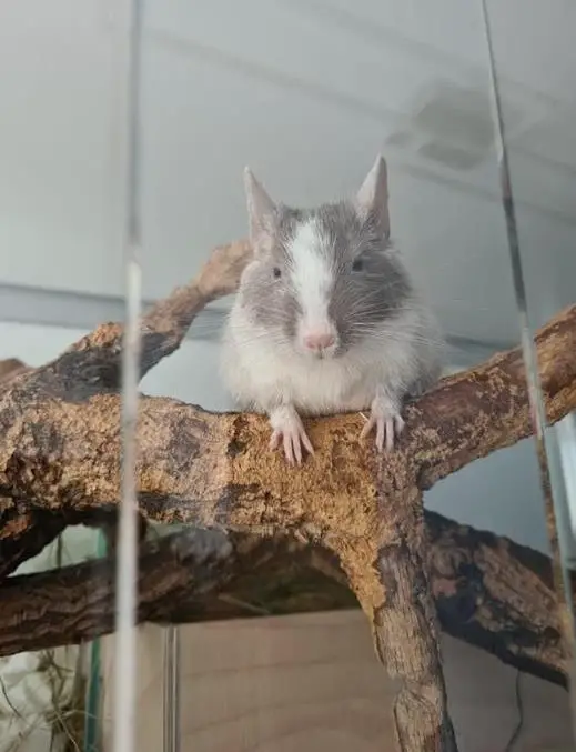 Degu Weibchen Chenoa sucht ihr daheim