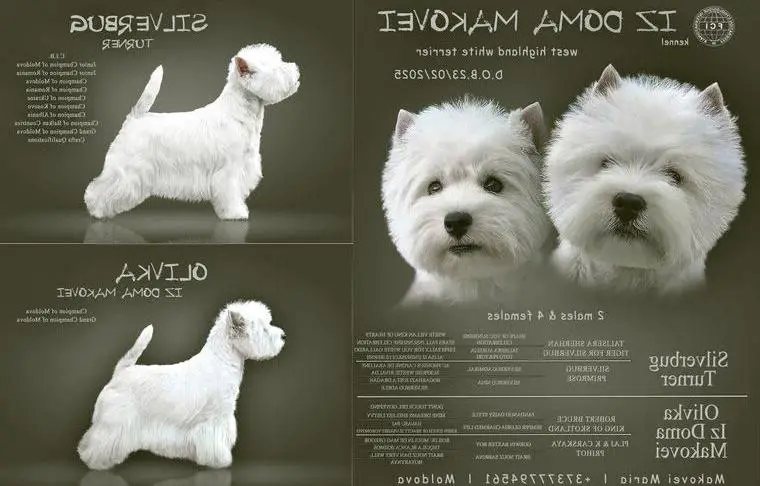 West Highland White Terrier Welpen von importierten FCI-Champions