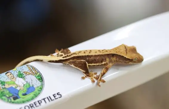Kronengeckos Adulte und Jungtiere abzugeben
