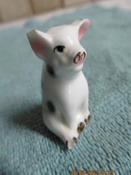  Schwein, Ferkel, Hängebauchschwein, Wollschwein