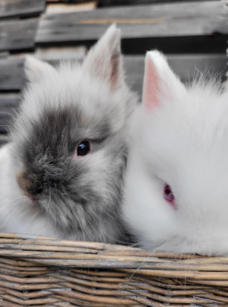 Zwergkaninchen Löwenköpfchen, handzahm