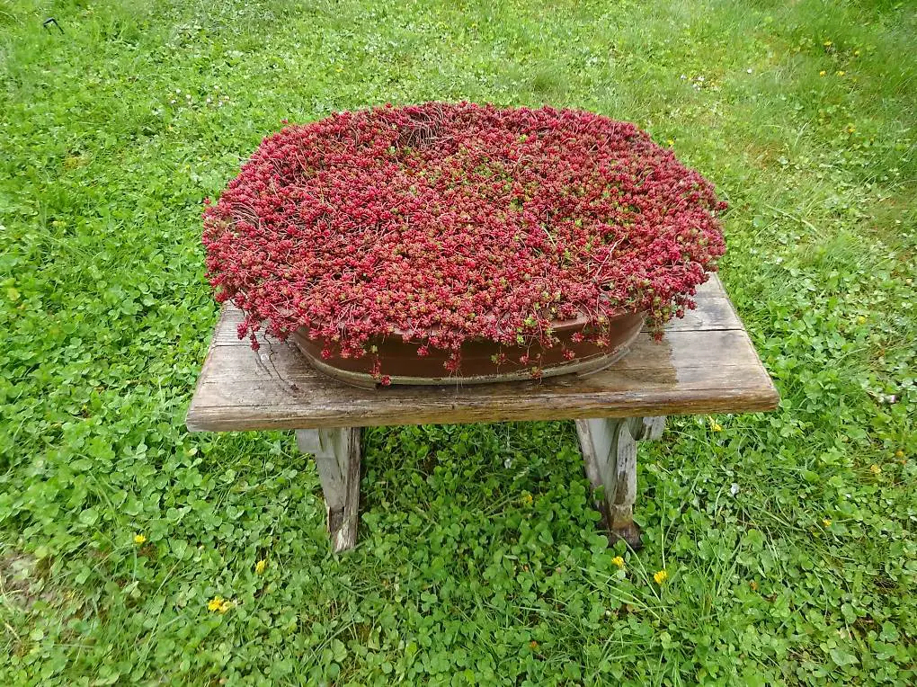 Bonsai Oberländer Fettgrass / 52x42x14cm