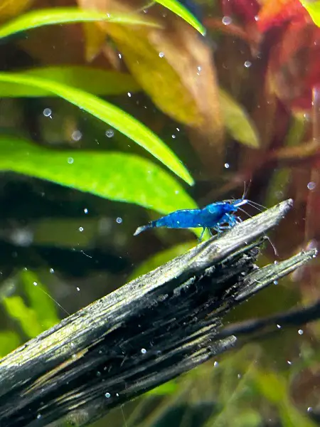 Neocaridina Zwerggarnele Blue Dream