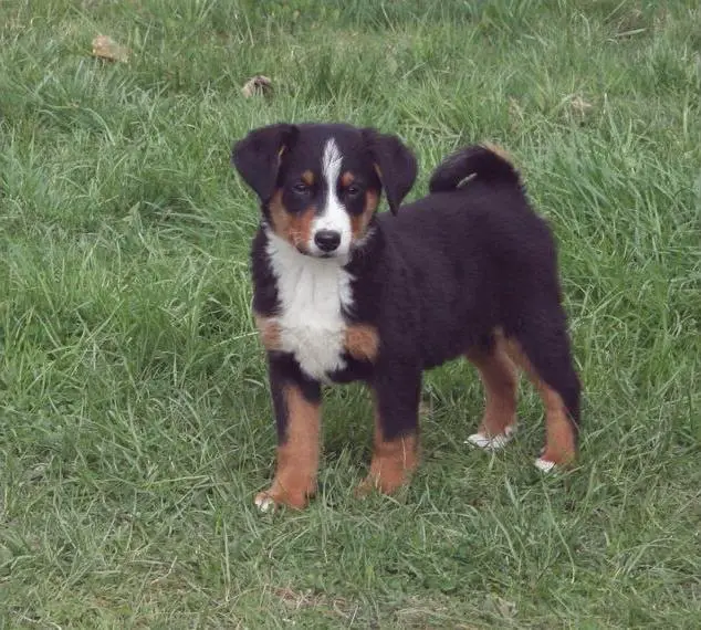 Appenzeller Sennenhund Welpe