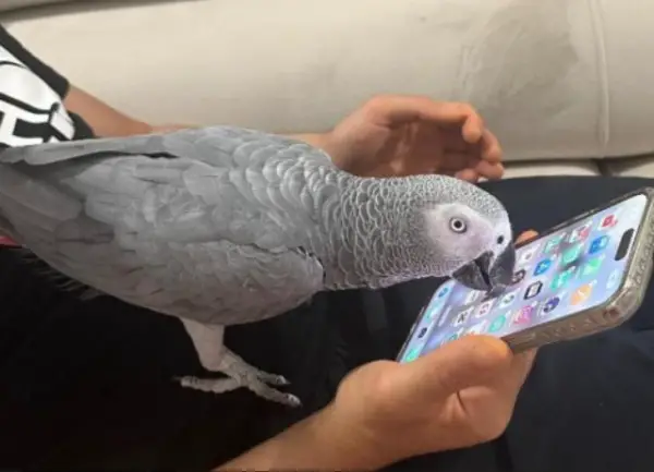 Couple de Perroquet Gris du Gabon