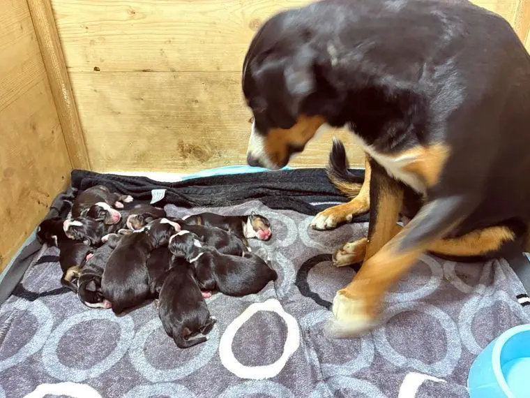 Appenzeller Sennenhundwelpen