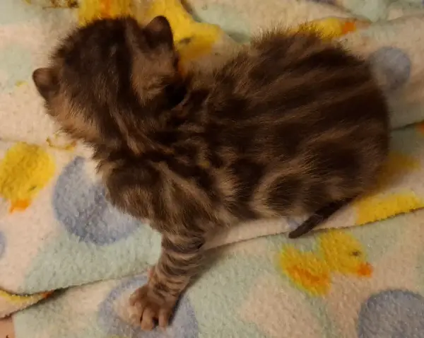 Wunderschönes Bengal Kitten abzugeben.