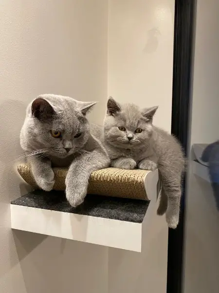 wunderschöne, reinrassige British lang- & kurzhaar Kitten