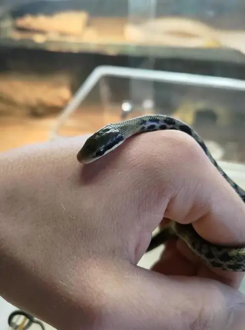 Taiwan Schönnatter 4.3 Nachzuchten