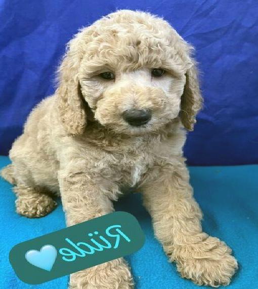 Grosspudel Welpen, ähnlich Goldendoodle