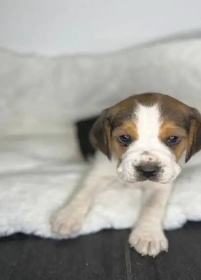 Reinrassige Beagle-welpen mit Familienanschluss