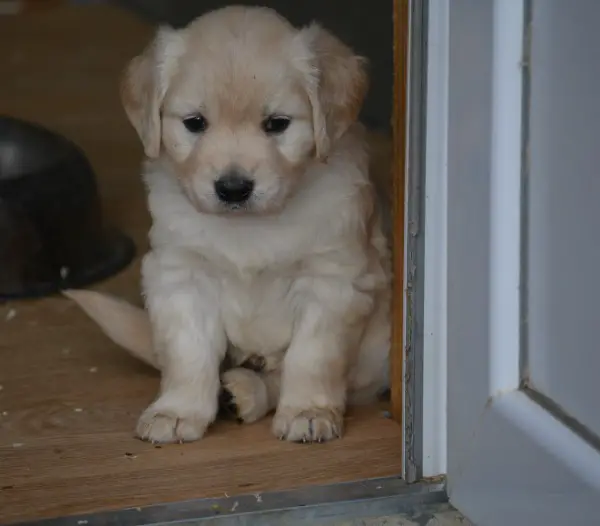 Mini Golden Retriever Welpen