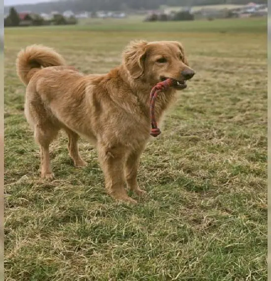 Hovawartwelpen im Zwinger vom Brandsteighof