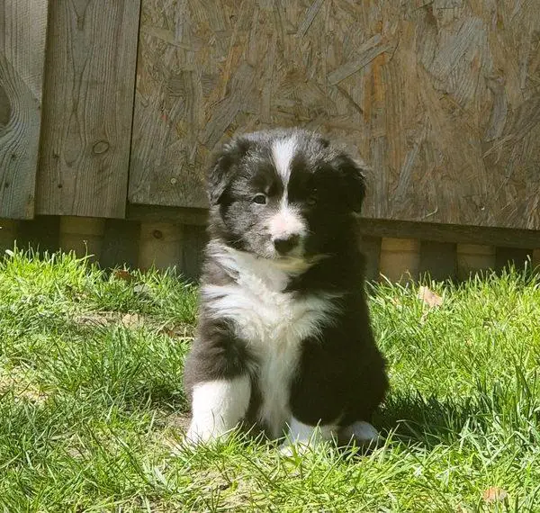 Border Collie zu verkaufen