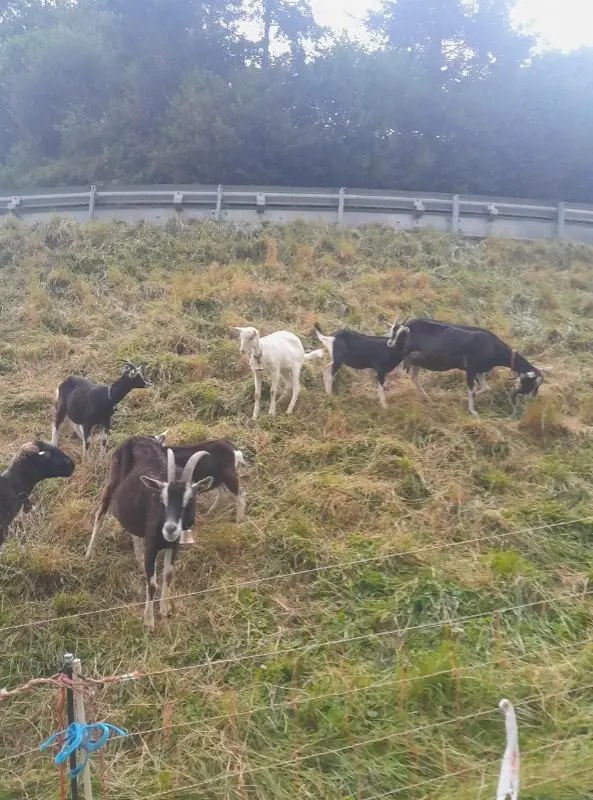 Bündner Strahlenziegen Gitzi vom Frühling zu verkaufen